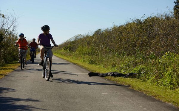 Family biking through Everglades National Park with alligator on side of road