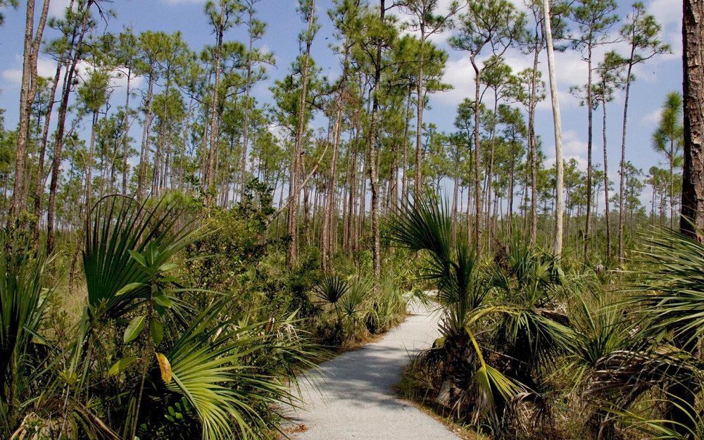 Slash pine trees and saw palmetto on Everglades National Park's Pineland Trail