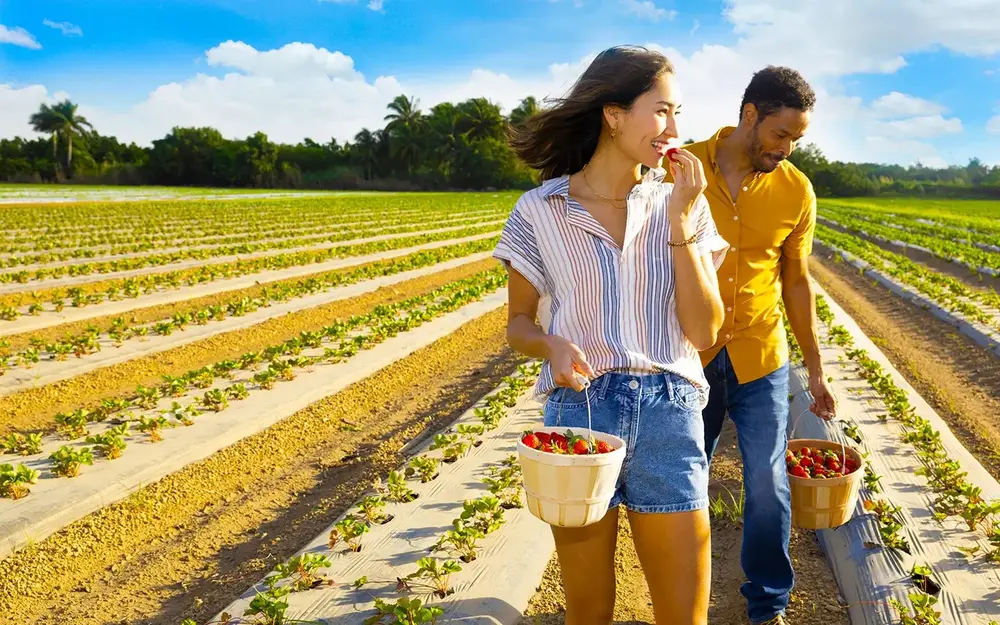 Couple picking strawberries at The Berry Farm