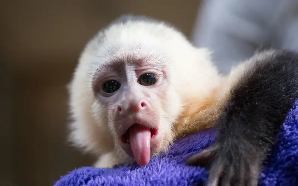 Capuchin monkey at Jungle Island