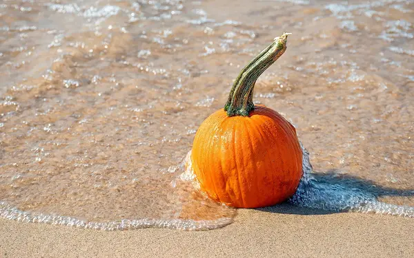 small pumpkin on beach shoreline