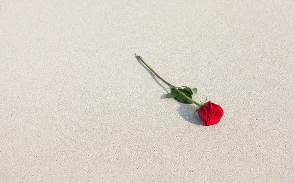 Red rose on the sand