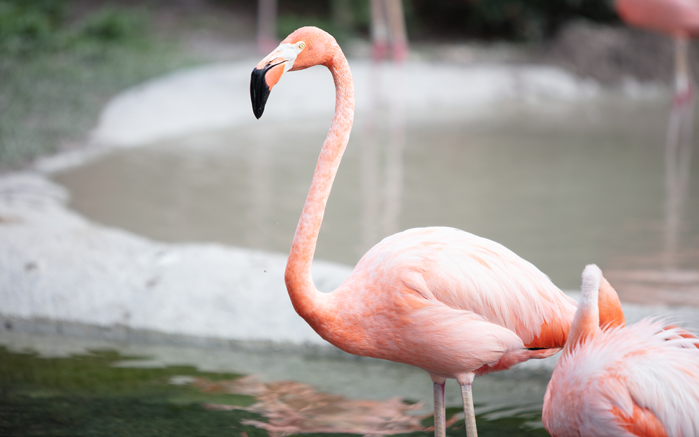 Flamingo_Closeup_Zoo_Miami_1920x1200
