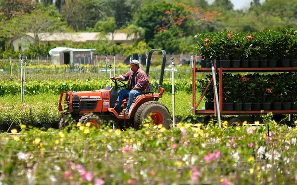 A man operating a tractor in a nursery, surrounded by flower fields