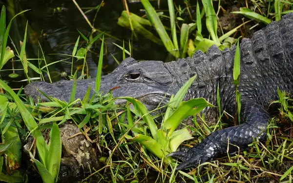 Everglades Alligator in grass