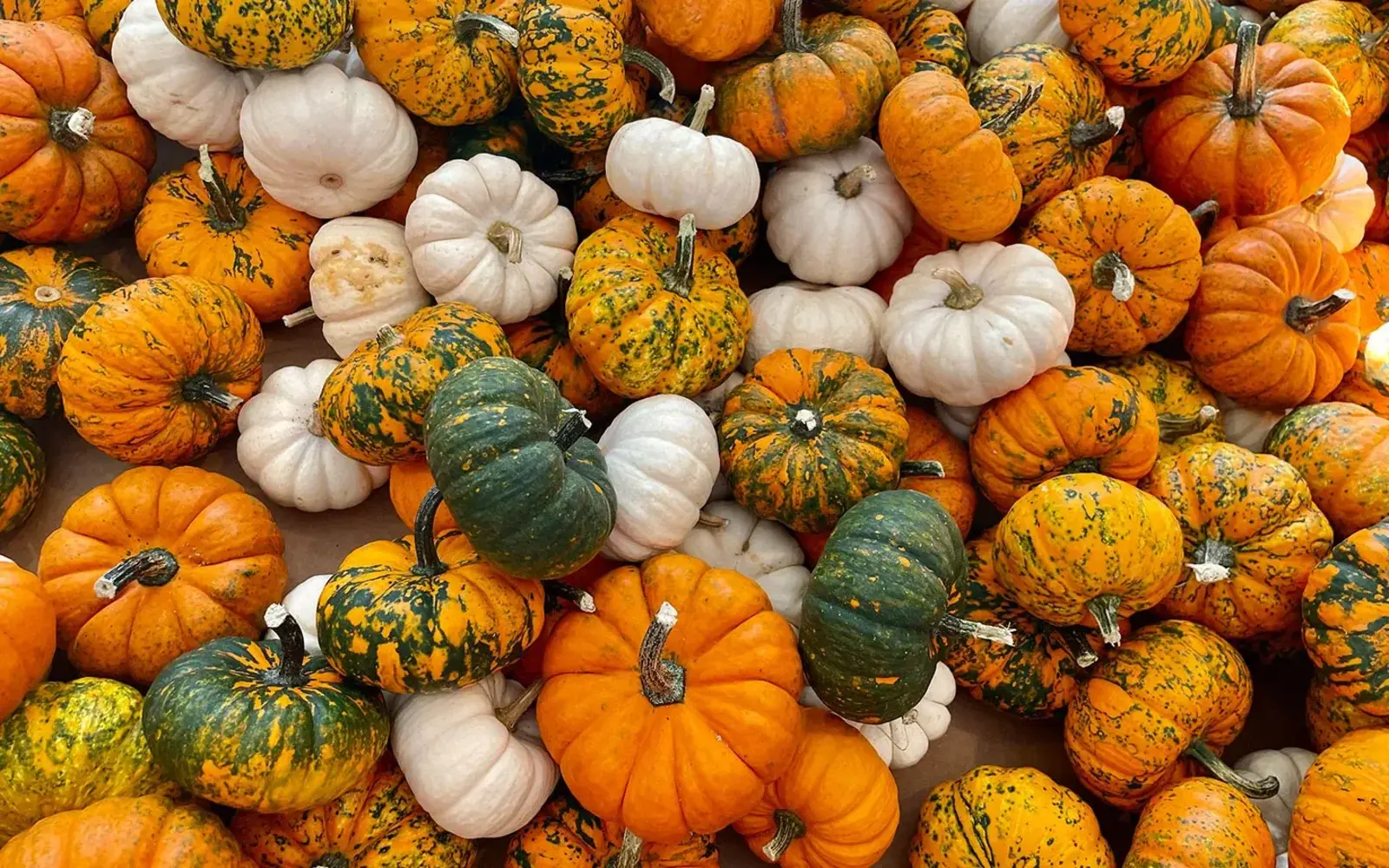 Variety of colorful pumpkins