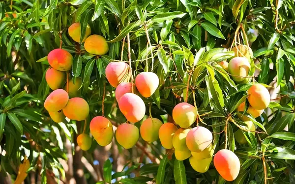 Mango Tree