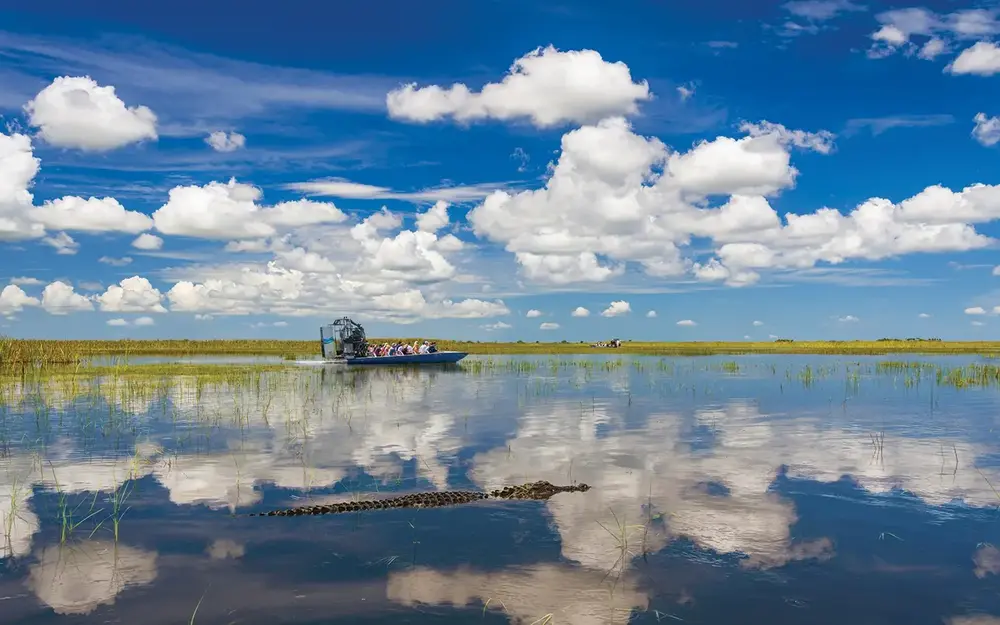 Airboat in the Everglades with alligator nearby