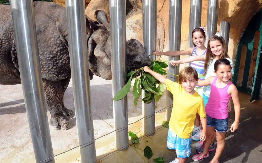 Children feeding a rhinoceros at Zoo Miami