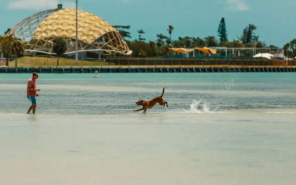 Man & Dog Playing on Hobie Beach