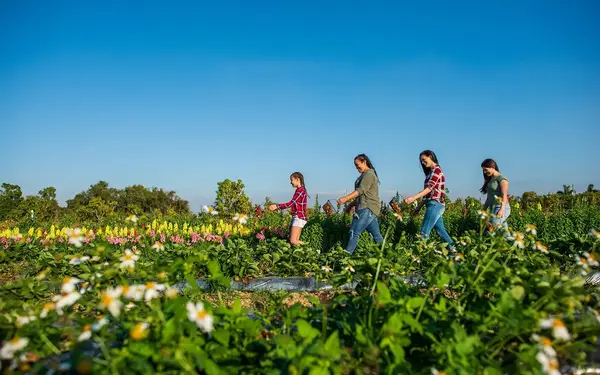 Family picking strawberries at The Berry Farm