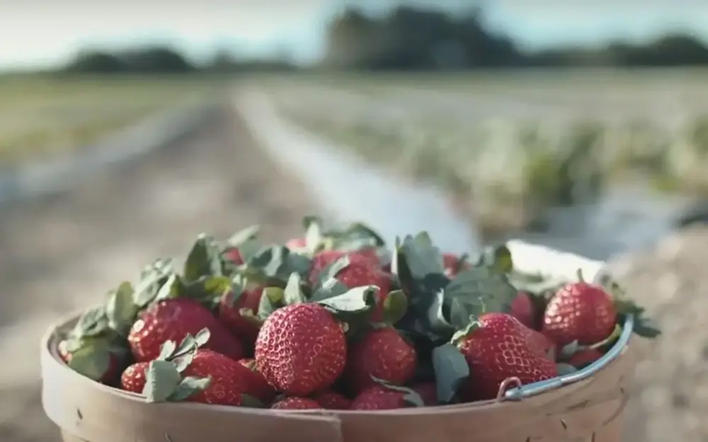 Strawberries from the you-pick field at The Berry Farm