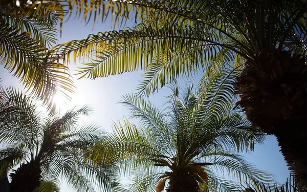 Sun shining through the palm trees at Coral Castle