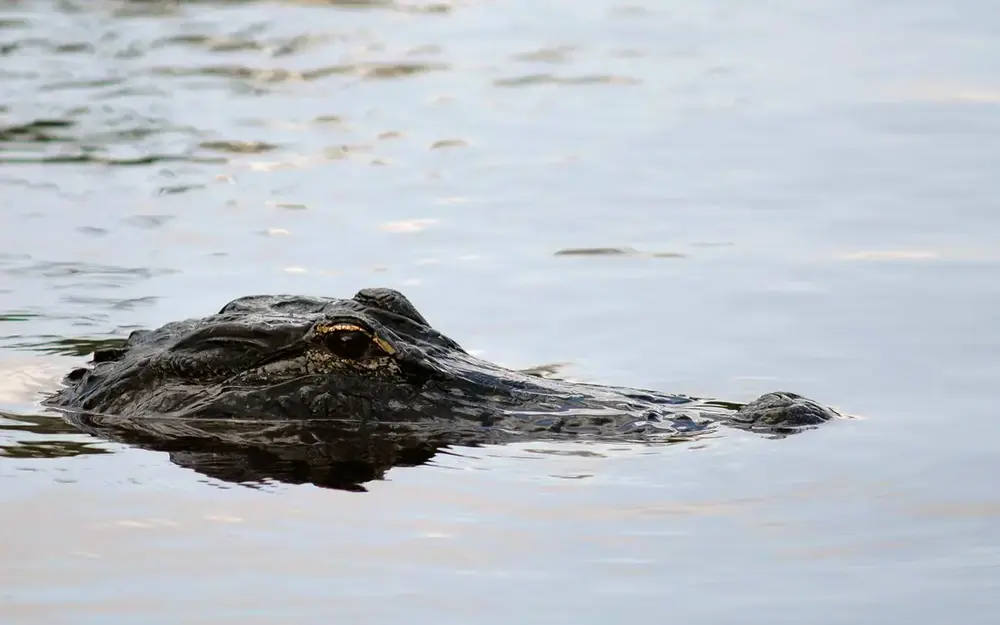 An alligator swimming in the water