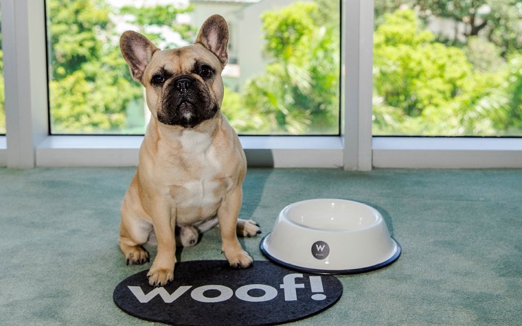 French bulldog at W Hotel