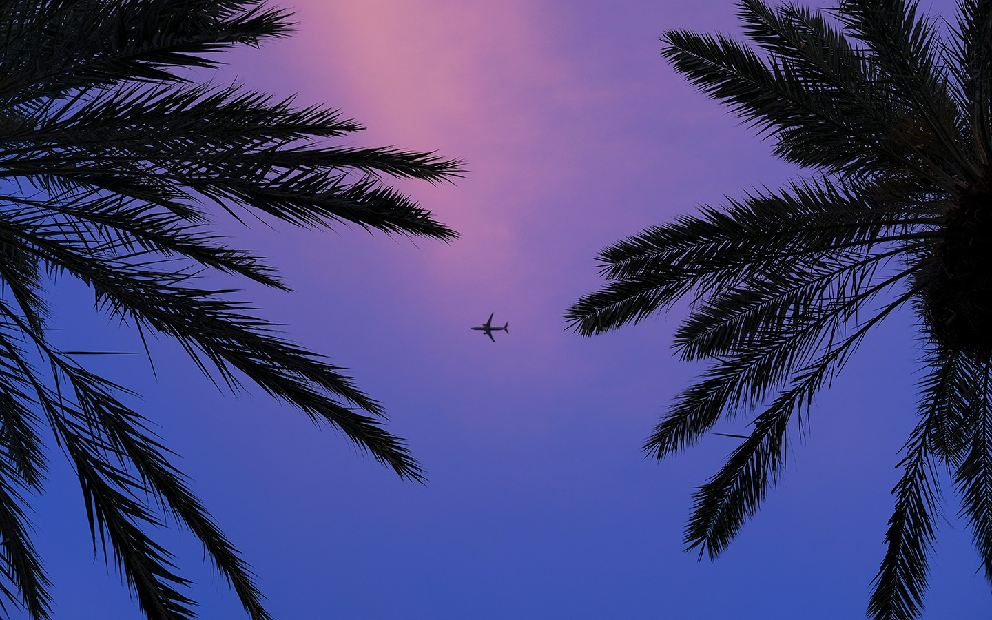 飞机在两棵棕榈树之间的粉红色和紫色天空中飞行