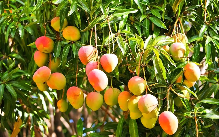 Mango tree filled with ripe yellow mangoes Mango tree filled with ripe yellow mangoes