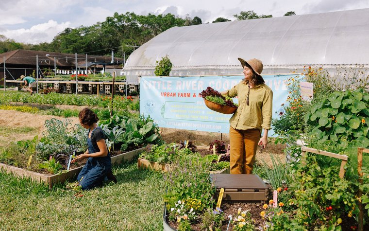 Ladies harvesting lettuce at Little River Cooperative, by James Jackman Ladies harvesting lettuce at Little River Cooperative, by James Jackman