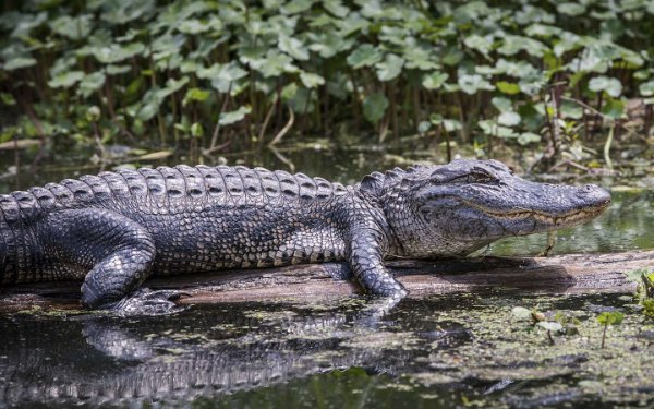 Un alligator qui prend le soleil