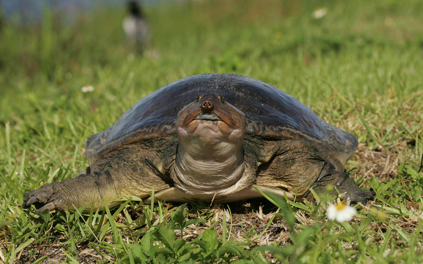 Softshell turtle at Everglades National Park