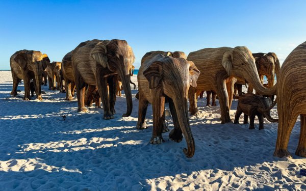 Art Basel display featuring lifelike elephant sculptures from "The Great Elephant Migration"