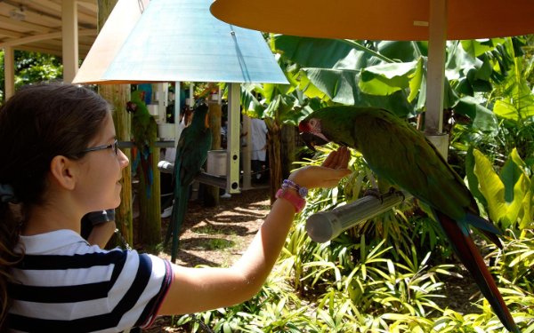 女の子がアオコンゴウインコに餌を与えるJungle Island