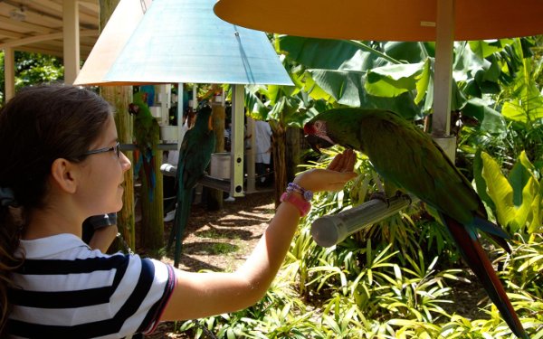 Chica alimenta guacamayo verde en Jungle Island