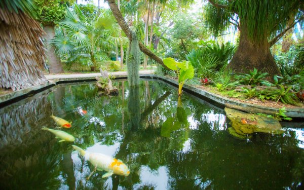 Lagoa de carpas no Miami Beach Botanical Garden