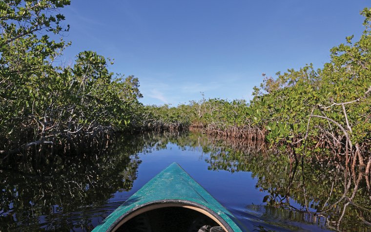 Kajakfahrer paddelt durch enge Mangroven in Hell's Bay