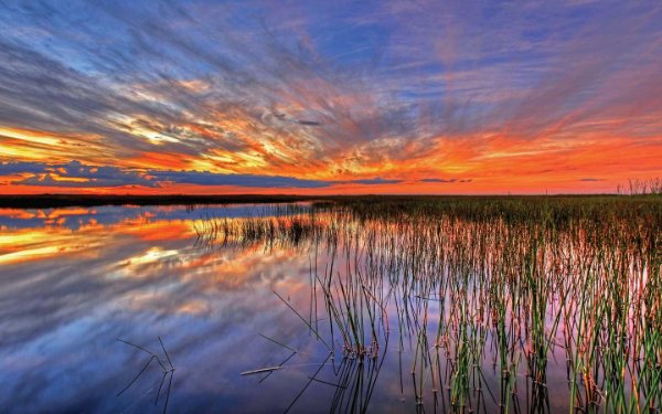 エバーグレーズの湿地帯の大草原に沈む夕日