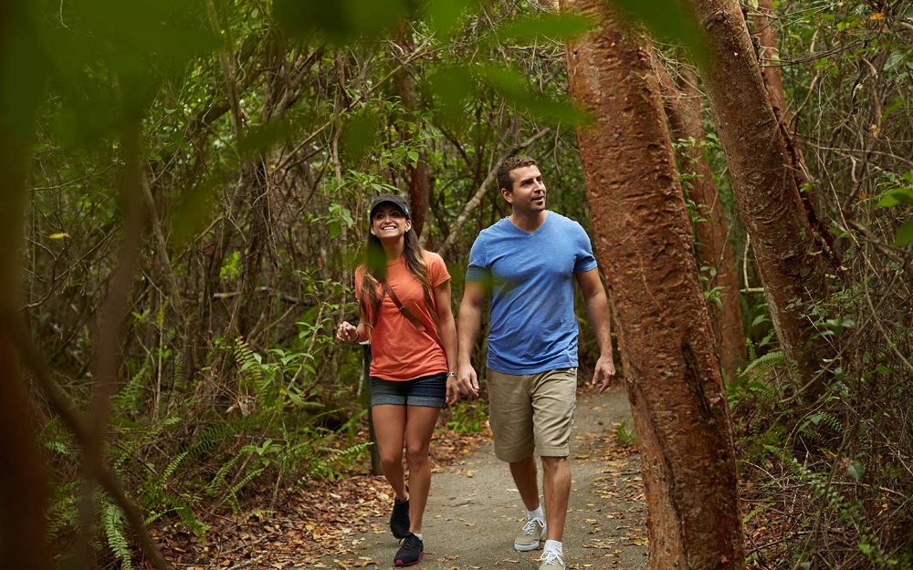 Koup ap mache nan Everglades Gumbo Limbo Trail