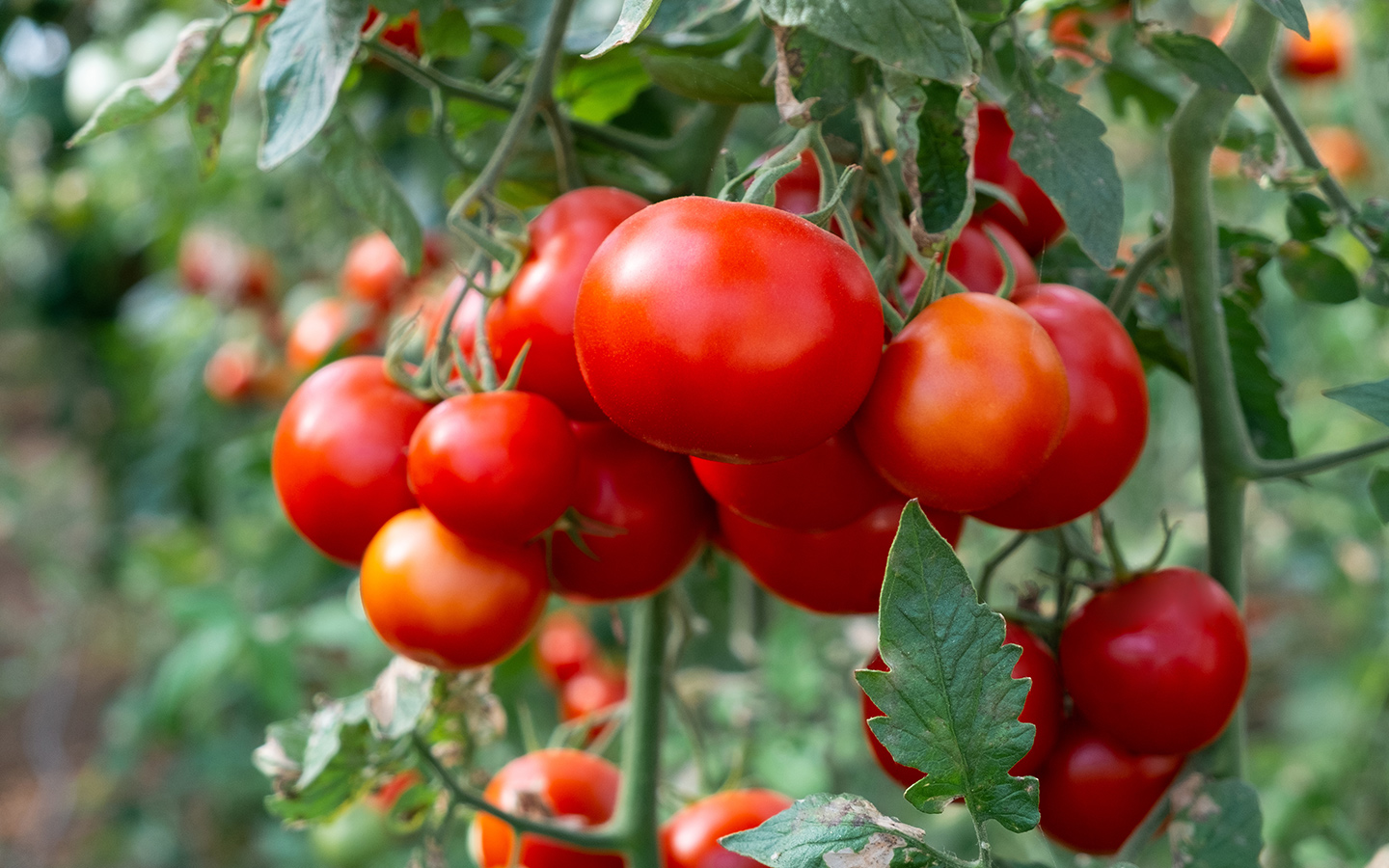 Bright red tomatoes growing on a vine