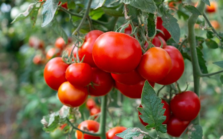 Ripe red tomatoes hanging