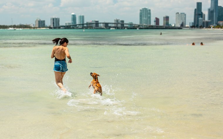 Are Dogs Allowed in Miami Beach? 2