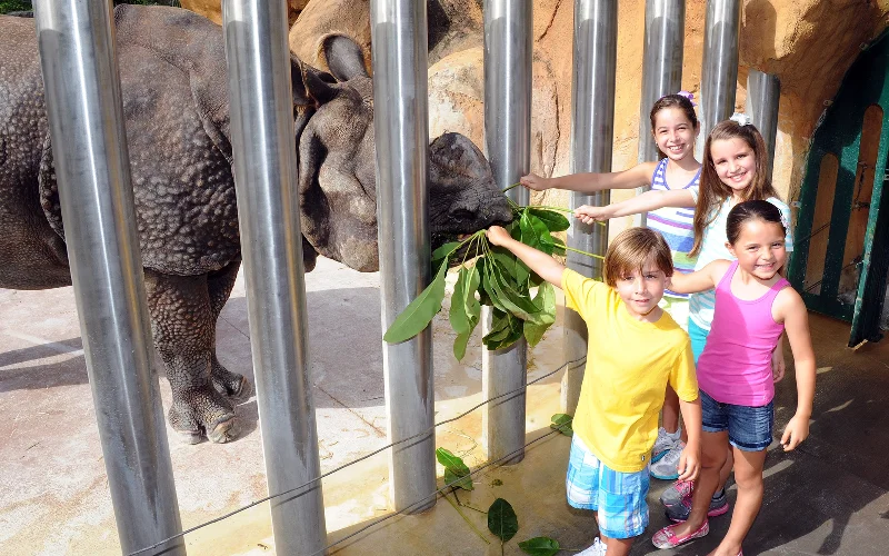 孩子们在喂犀牛 Zoo Miami