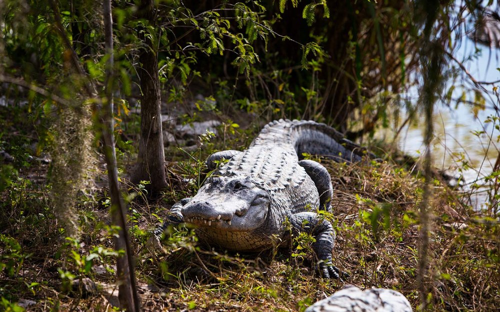 Alligator in the sun at Everglades Alligator Farm