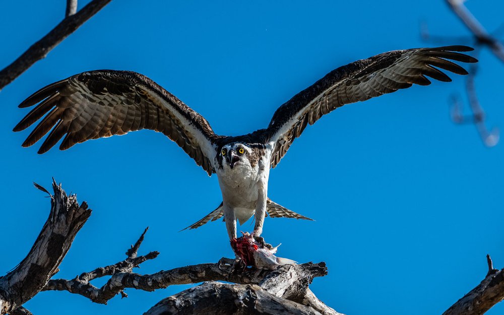 Falco pescatore con Fresh pesce pescato nelle Everglades