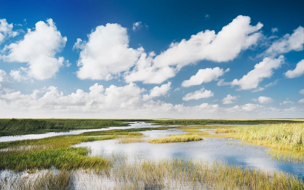 Blue sky above Everglades National Park