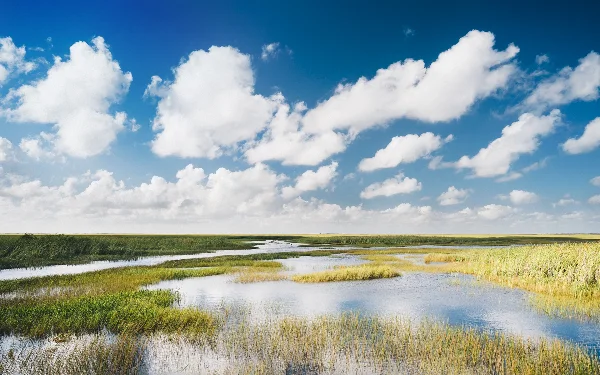 Blue sky above Everglades National Park