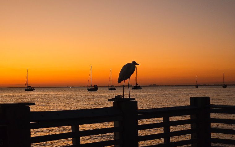 Sunset view of Key Biscayne with bird perched on the railing Sunset view of Key Biscayne with bird perched on the railing