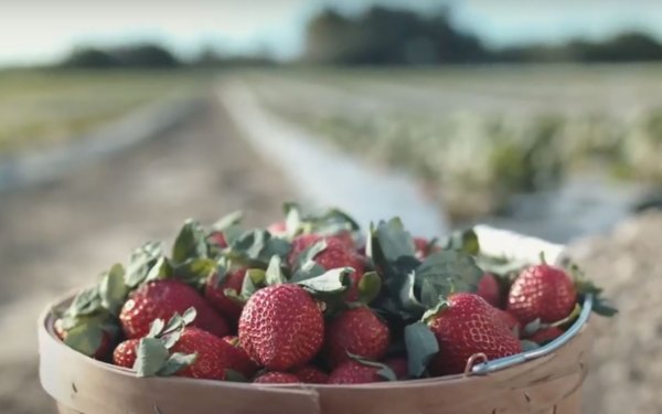 篮子的 Fresh 草莓