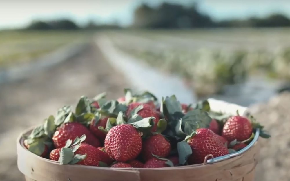 Cesta de Fresh fresas