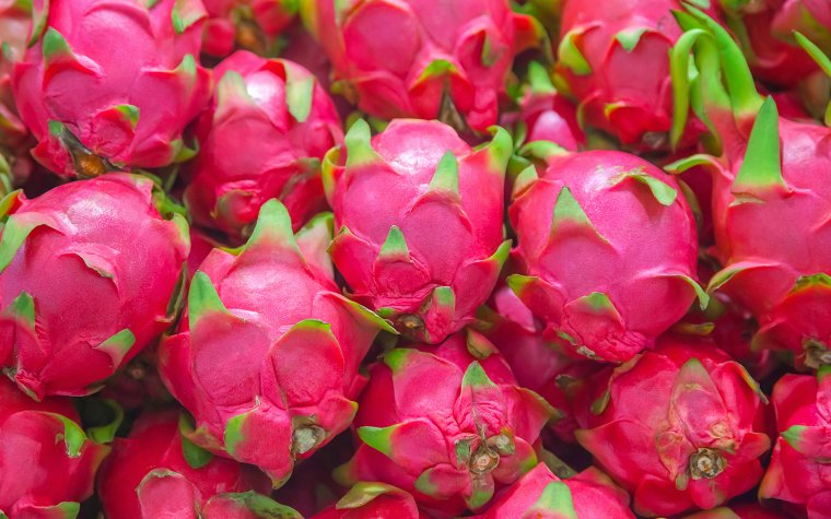 Vibrant pink dragon fruit with a thick and spiky skin