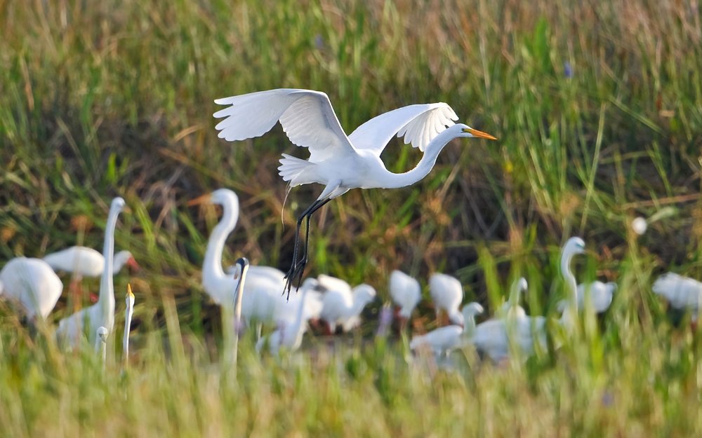 Flock of great white herons at Everglades National Park