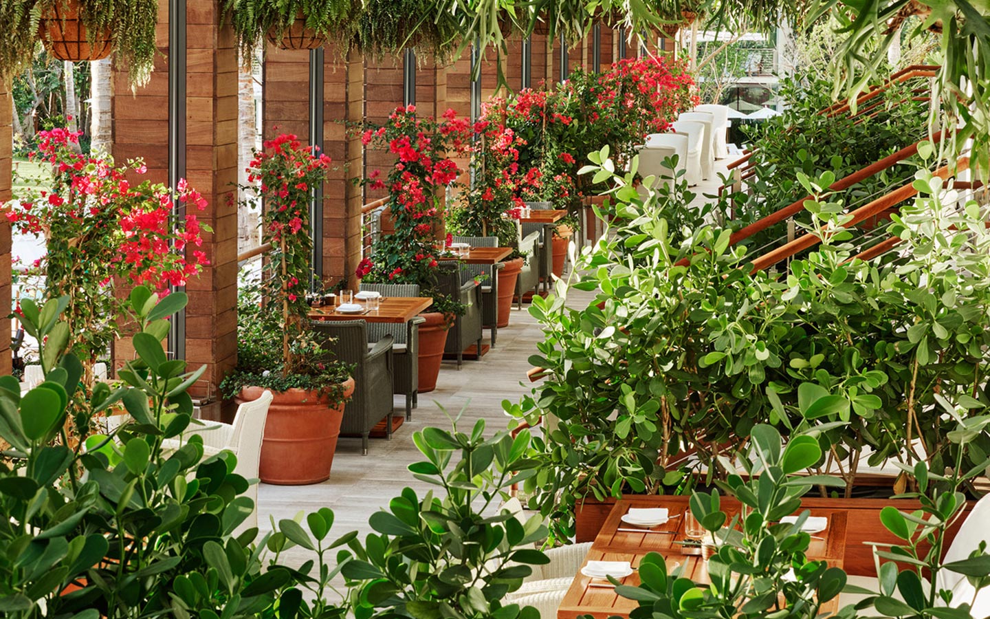 Red bougainvillea & lush green plants on Matador's Patio