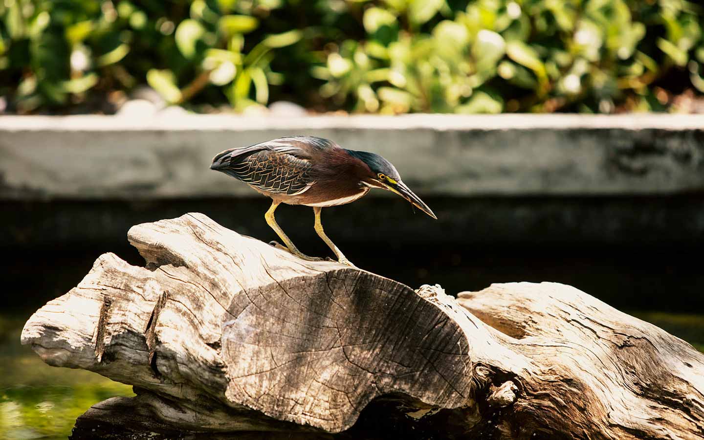 Bird on a rock at Miami Beach Botanical Garden