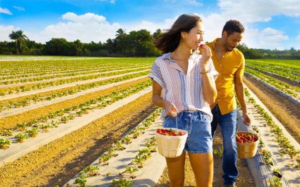 Couple picking strawberries in South Dade
