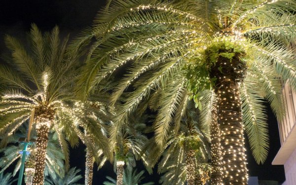 节日灯串亮起South Beach棕榈树