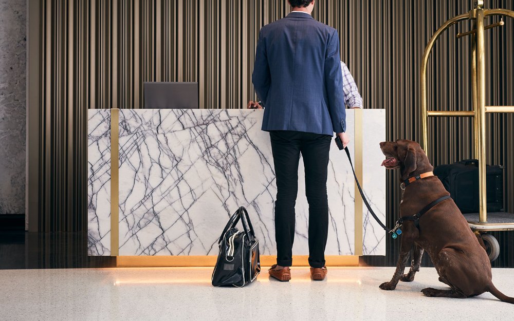 loews dog