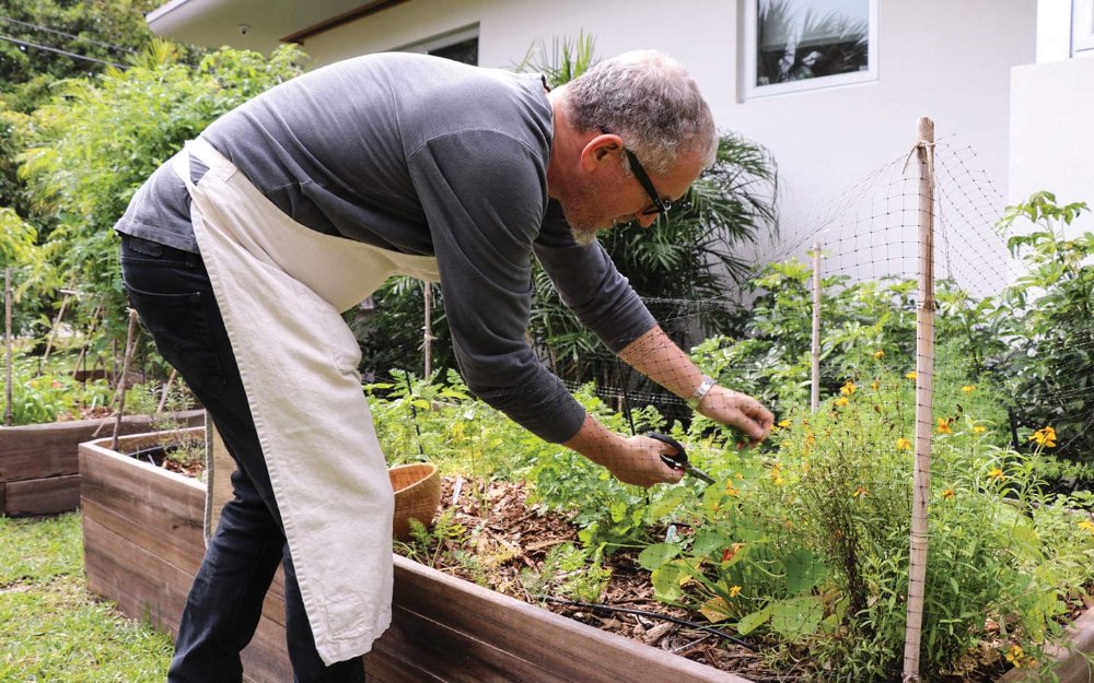 Chefkoch Michael Schwartz erntet Kräuter aus seinem Garten